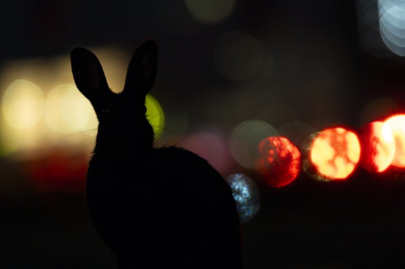 Masterclass Natur- und Wildlifefotografie