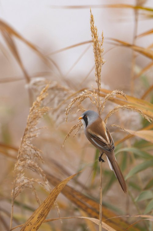 Workshop im Nationalpark Seewinkel: Vogel- und Kranichzug ©Julia Altpfart