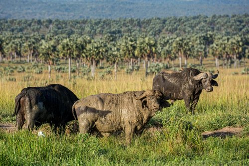 Fotoreise Uganda 2026 – Die Perle Afrikas | ©Rainer Skrovny