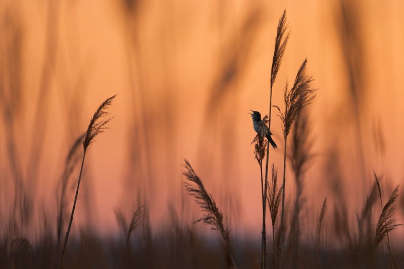 Wildtier- & Vogelfotografie im Nationalpark Seewinkel Wildtier- & Vogelfotografie im Nationalpark Seewinkel