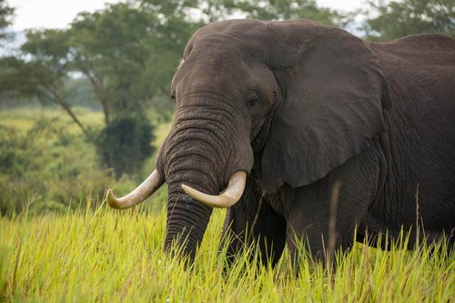 Fotoreise Uganda 2026 – Die Perle Afrikas | ©Rainer Skrovny
