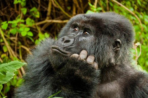 Fotoreise Uganda 2026 – Die Perle Afrikas | ©Rainer Skrovny