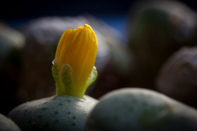 Makrofotografie - Kleine Welt ganz Groß