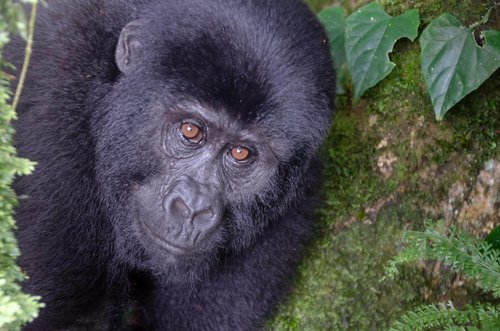 Fotoreise Uganda 2026 – Die Perle Afrikas | ©Rainer Skrovny