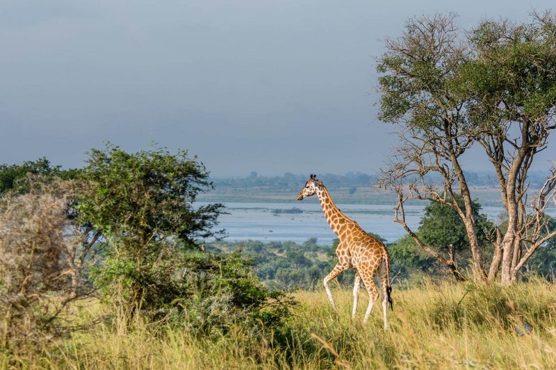 Fotoreise Uganda - Die Perle Afrikas durch die Linse Fotoreise Uganda - Die Perle Afrikas durch die Linse