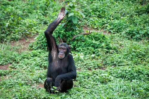 Fotoreise Uganda 2026 – Die Perle Afrikas | ©Rainer Skrovny
