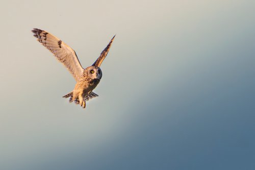 Workshop im Nationalpark Seewinkel: Vogel- und Kranichzug ©Julia Altpfart