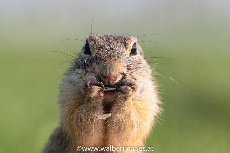 Fotowalk | Ziesel in Wien - Putzig! Schnuckelig! Süß!