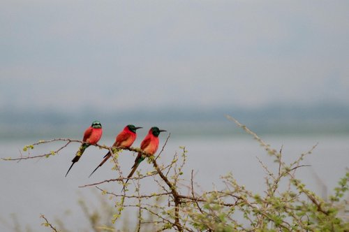 Fotoreise Uganda 2026 – Die Perle Afrikas | ©Rainer Skrovny