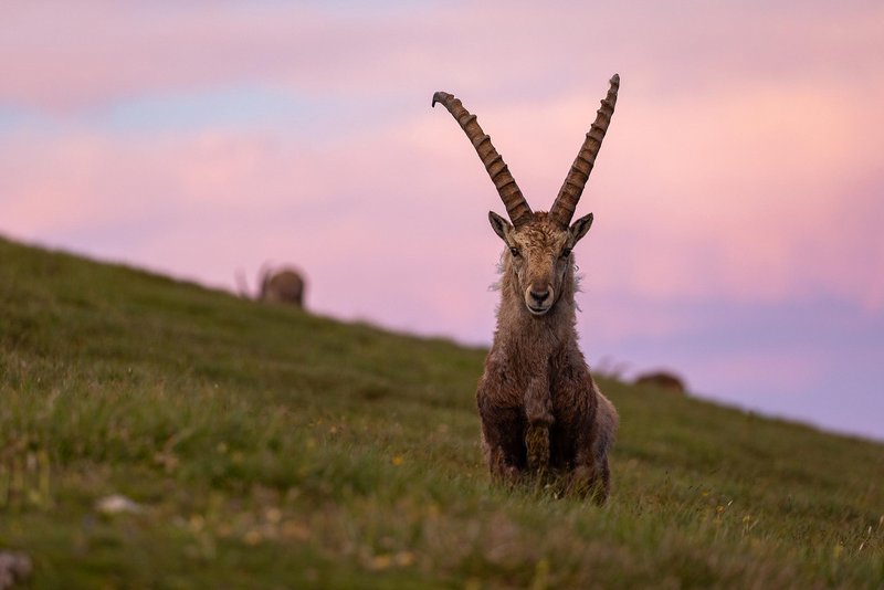 Masterclass Natur- und Wildlifefotografie Avanced