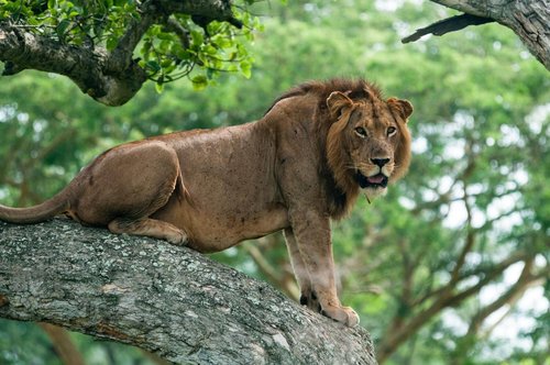 Fotoreise Uganda 2026 – Die Perle Afrikas | ©Rainer Skrovny