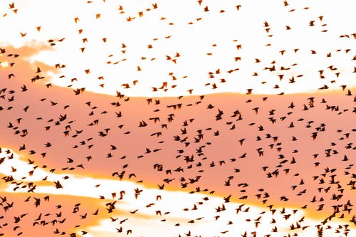 Workshop im Nationalpark Seewinkel: Vogel- und Kranichzug ©Julia Altpfart
