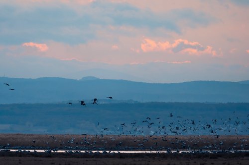 Workshop im Nationalpark Seewinkel: Vogel- und Kranichzug ©Julia Altpfart