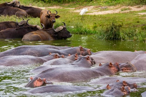Fotoreise Uganda 2026 – Die Perle Afrikas | ©Rainer Skrovny