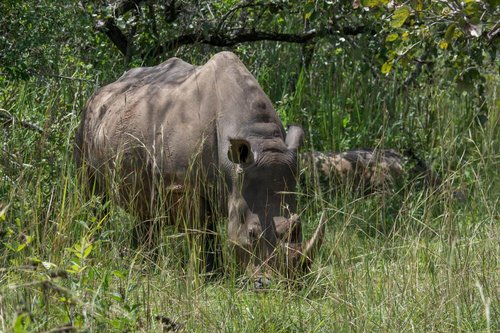 Fotoreise Uganda 2026 – Die Perle Afrikas | ©Rainer Skrovny