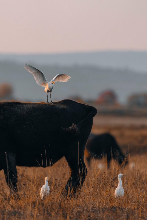 Workshop im Nationalpark Seewinkel: Vogel- und Kranichzug ©Julia Altpfart