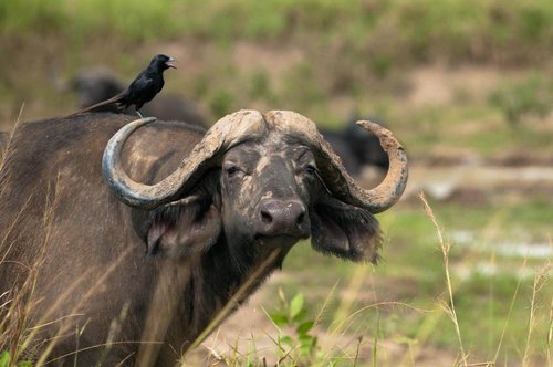 Fotoreise Uganda 2026 – Die Perle Afrikas | ©Rainer Skrovny