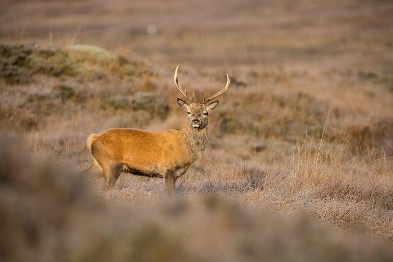 Fotoreise Schottland im Herbst – Highlands & Meer
