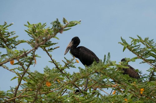 Fotoreise Uganda 2026 – Die Perle Afrikas | ©Rainer Skrovny