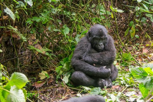 Fotoreise Uganda 2026 – Die Perle Afrikas | ©Rainer Skrovny