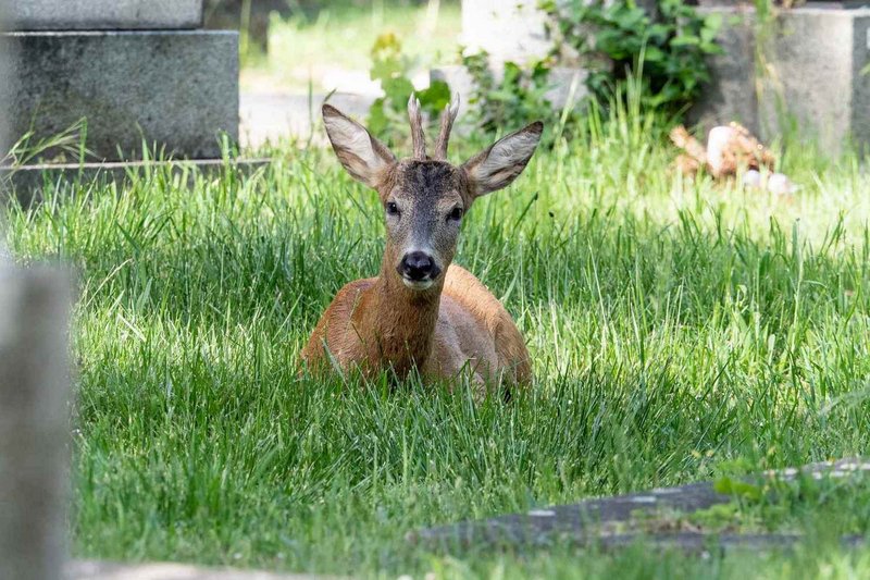Fotowalk | Wiener Zentralfriedhof
