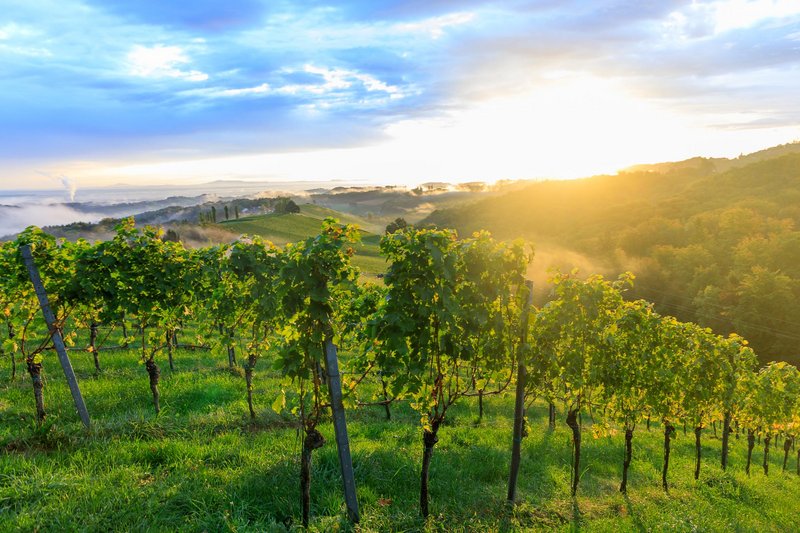 Fotowochenende Südsteirische Weinstraße