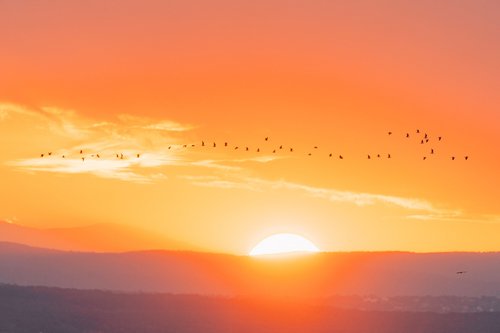 Workshop im Nationalpark Seewinkel: Vogel- und Kranichzug ©Julia Altpfart