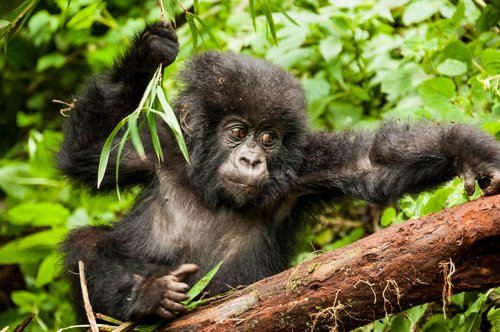 Fotoreise Uganda 2026 – Die Perle Afrikas | ©Rainer Skrovny