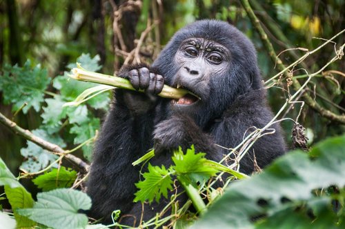 Fotoreise Uganda 2026 – Die Perle Afrikas | ©Rainer Skrovny